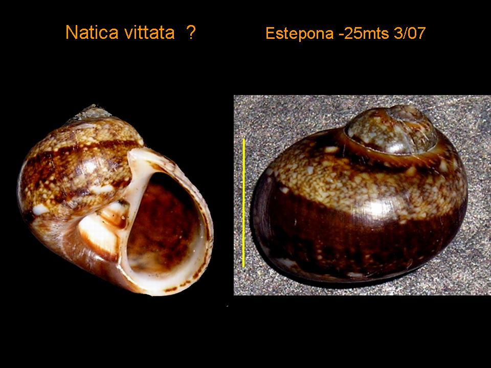 Natica vittata